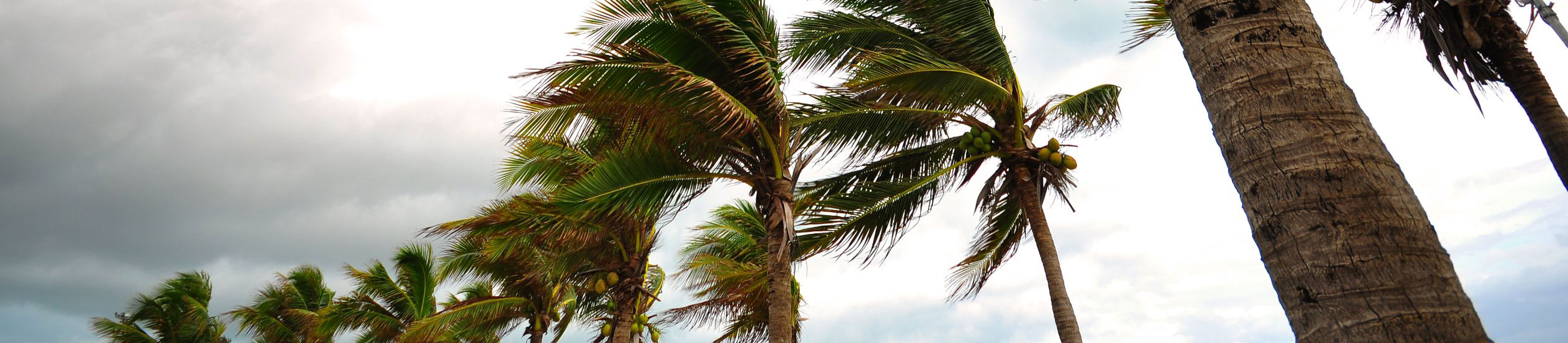 Palm Trees in Storm Winds
