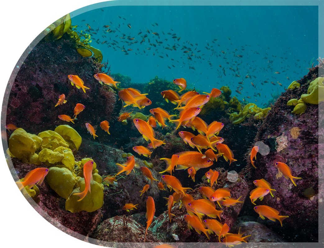 Algas marinas y cardumen de Goldie marino