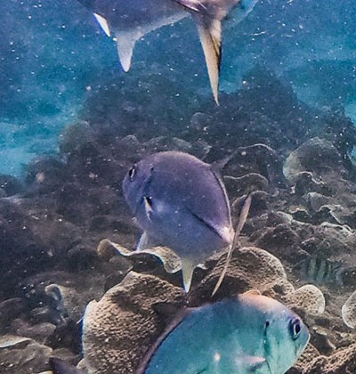 Phosphorus Removal From Wastewater