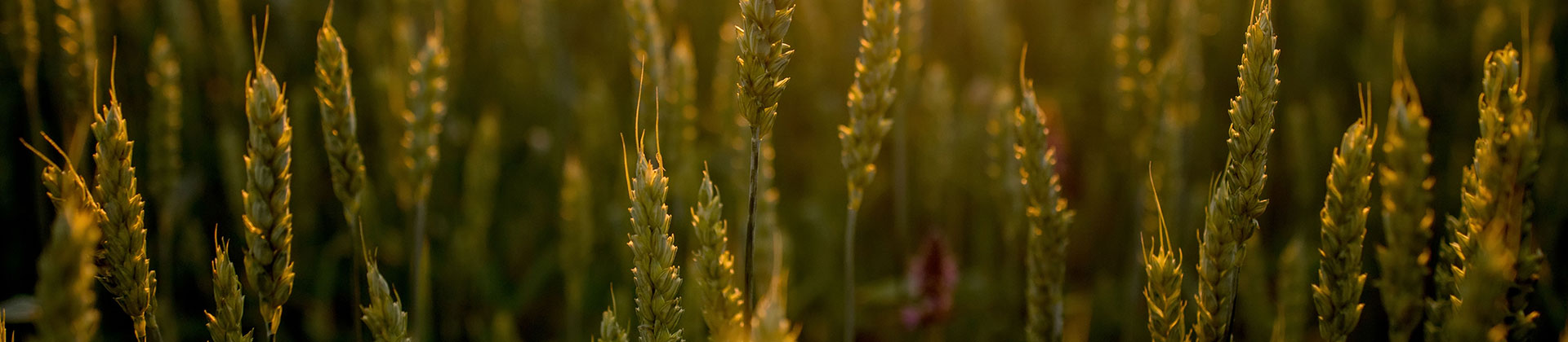 Wheat Growing in Field at Sunset