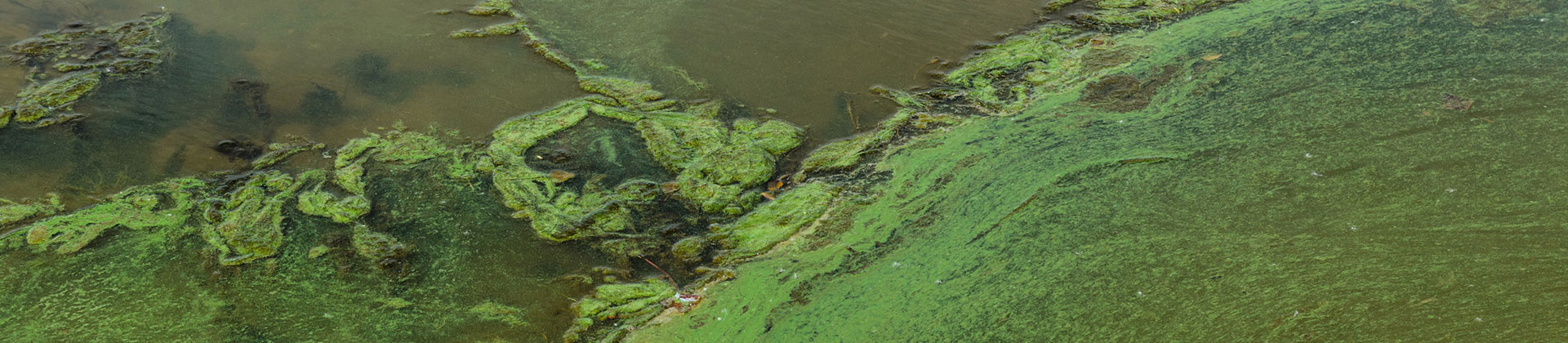 Beach with Green Algae at Water’s Edge